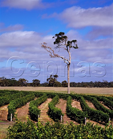 Vineyard of Leeuwin Estate Margaret River   Western Australia