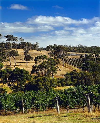 Vineyards on Leeuwin Estate Margaret River   Western Australia