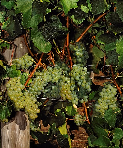 Chardonnay grapes of Leeuwin Estate  Margaret River Western Australia