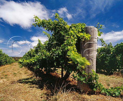 Strainer post in Semillon vineyard of Cape Mentelle Margaret River Western Australia