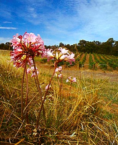 Wild flowers by vineyard of Houghton Wines   Perth Western Australia   Swan Valley