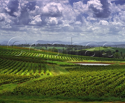 Vineyards near Cessnock New South Wales Australia Lower Hunter Valley