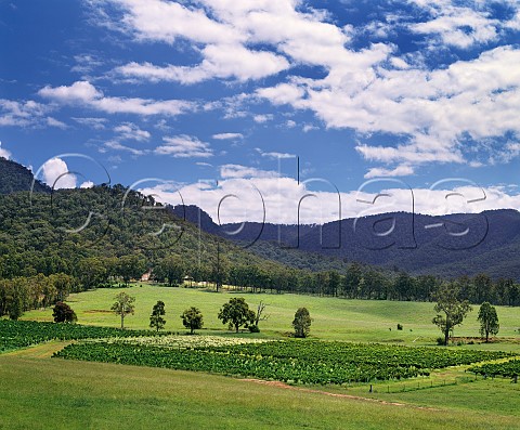 Vineyard on Tyrrells Ashmans estate with the Broken Back range beyond Pokolbin  New South Wales Australia Lower Hunter Valley