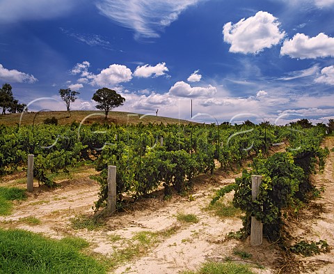 Robert Oatley Vineyards Mudgee New South  Wales Australia
