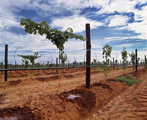 Drip irrigation of young vines on   Richmond Grove estate owned by Orlando   Cowra New South Wales Australia