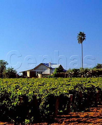 Vineyard of Sultana vines near Mildura Victoria