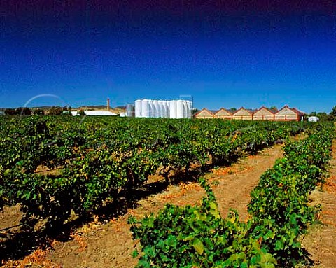 Vineyards in front of Seppelts Chateau Tanunda   Tanunda Barossa Valley SA