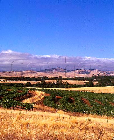 Vineyards of Heritage Wines at Marananga with hills   of the Barossa Range beyond Barossa Valley SA