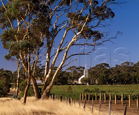 Hill of Grace vineyard of Henschke where the Shiraz   vines are over 100years old  Gnadenberg Church is   in background   Eden Valley South Australia