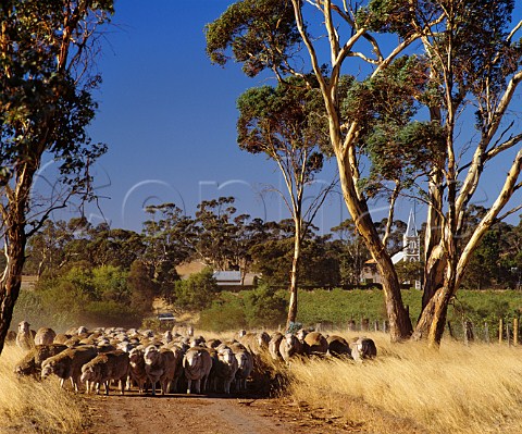 Moving sheep along road by the Hill of Grace vineyard of Henschke with Gnadenberg Lutheran Church beyond  Keyneton South Australia  Eden Valley