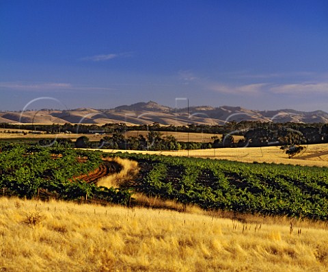 Vineyard of Heritage Wines with the hills of the  Barossa Range beyond Marananga South Australia  Barossa Valley