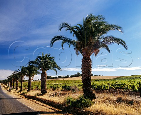 Palm tree avenue by vineyard on Seppeltsfield Estate South Australia    Barossa Valley