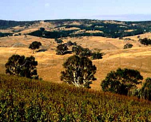 Orlandos Steingarten vineyard Riesling high in   the Barossa Range to the east of the Barossa Valley   South Australia