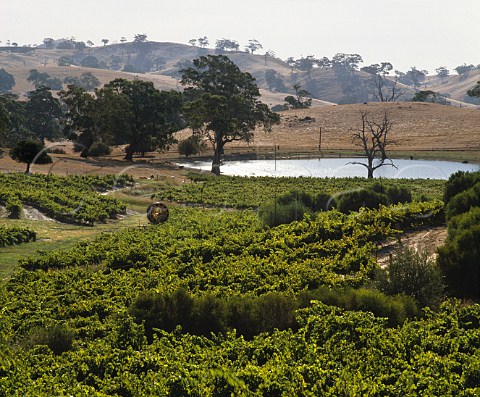 Pewsey Vale Vineyard of Yalumba Winery   Eden Valley South Australia