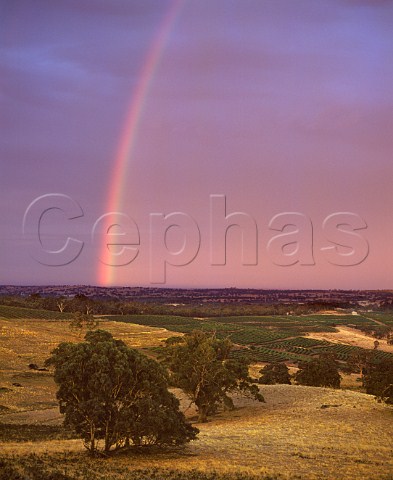 Early morning rainbow over vineyards of Tollana Woodbury Estate Eden Valley  South Australia Eden Valley