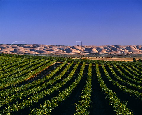 Expanse of vineyards McLaren Vale   South Australia