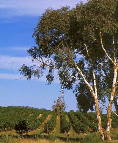 Penfolds vineyard Padthaway South Australia