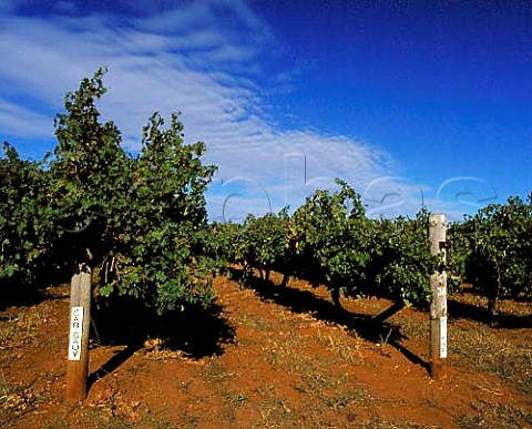 Minimally pruned vines of Lindemans   Rouge Homme Estate on the famous red soil   Terra Rossa of Coonawarra South Australia