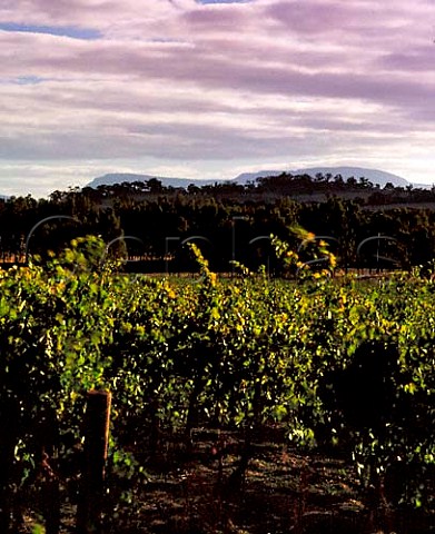 Vineyard of Seppelt with the Grampian Hills beyond   Great Western Victoria Australia  Grampians