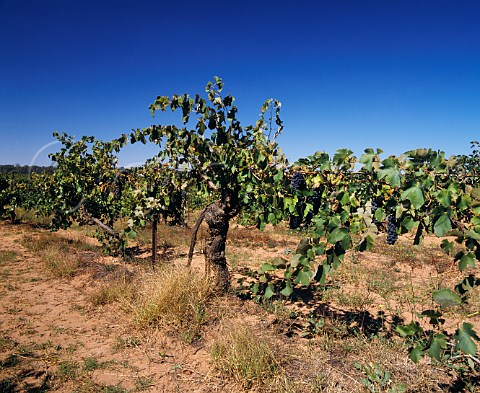 Ancient Shiraz vines planted in 1860 on sandy soil in vineyard of Tahbilk Tabilk Victoria Australia   Goulburn Valley