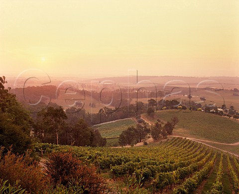 Sunset over the vineyards of Coldstream Hills Coldstream Victoria Australia Yarra Valley