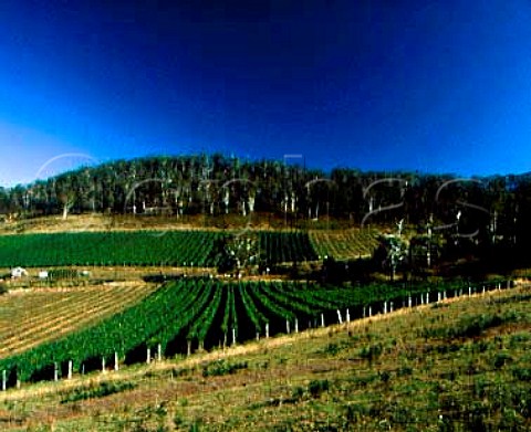 Freycinet Vineyard near Bicheno   Tasmania Australia
