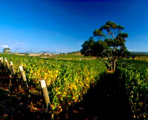 Pinot Noir vineyard of Jansz  Pipers Brook   Tasmania Australia   Pipers River