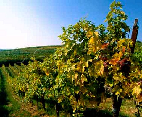 Vineyards between Baden and Gumpoldskirchen south   of Vienna Austria   Thermenregion