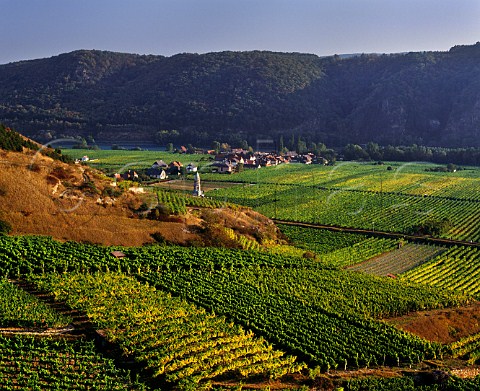 Vineyards surround the village of Oberloiben in the Danube Valley Niedersterreich Austria  Wachau