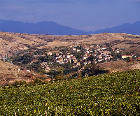 Vineyards near Melnik with the Pirin Mountains   beyond  Bulgaria   Struma Valley region
