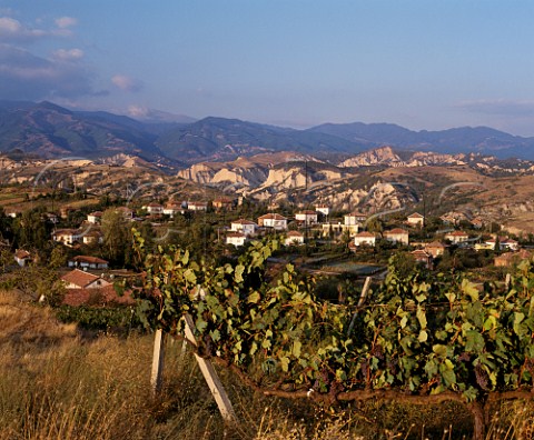 Vineyard with the sandstone cliffs of Melnik and the   Pirin Mountains in the distance     Melnik Bulgaria  Struma Valley