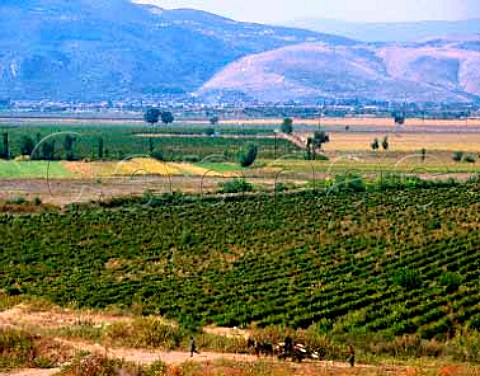 Vineyards near the Perushtitsa winery   near Plovdiv Bulgaria