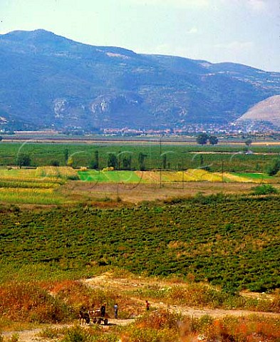 Vineyards near the winery of Perushtitsa   near Plovdiv Bulgaria