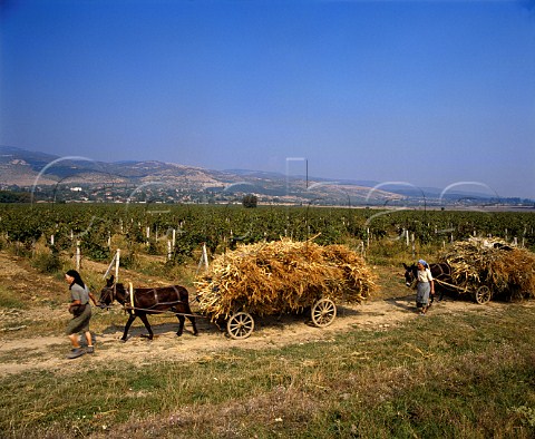 Traditional mule carts passing vineyards in the   Gavrailovo district near Sliven Bulgaria    East Thracian Valley