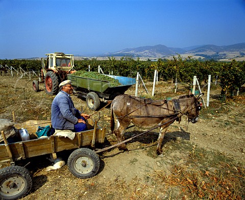 Harvesting Chardonnay grapes in vineyard near   Blatetz Bulgaria   East Thracian Valley