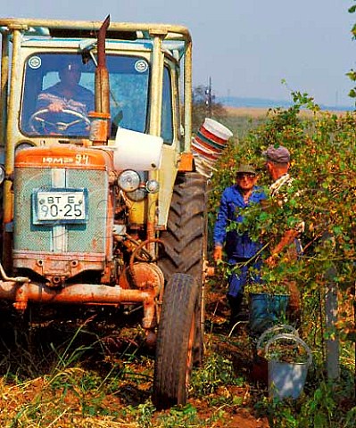 Harvest time in vineyard at Sukhindol   Bulgaria  Danube Plain