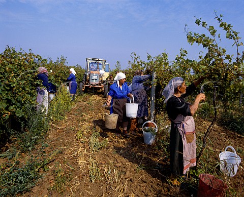Harvest time in vineyard at Suhindol Bulgaria    Danube Plain