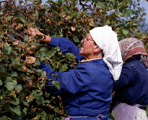 Harvest time in vineyards at Suhindol Bulgaria    Danube Plain