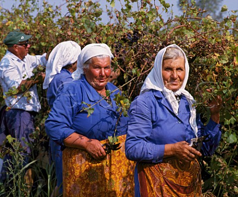 Women harvesting grapes in vineyard at Suhindol   Bulgaria  Danube Plain