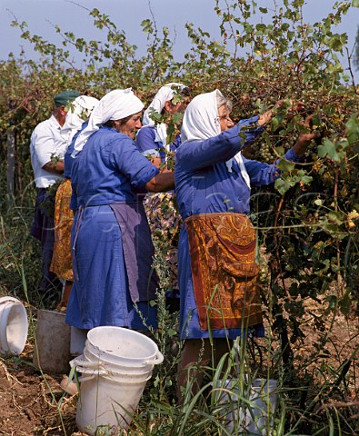 Harvest time in vineyard at Sukhindol Bulgaria   Danube Plain