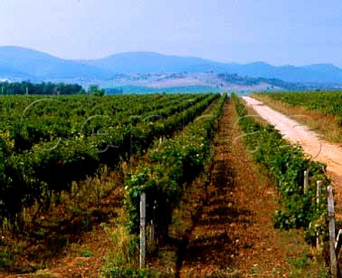 Vineyards at Kralevo near Shumen Bulgaria    Eastern Region