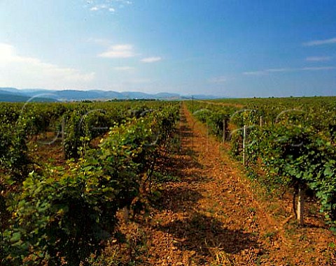 Vineyards at Kralevo near Shumen Bulgaria  Black   Sea region
