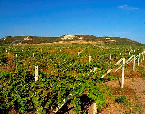 Vineyards near Novi Pazar Bulgaria  Black Sea region