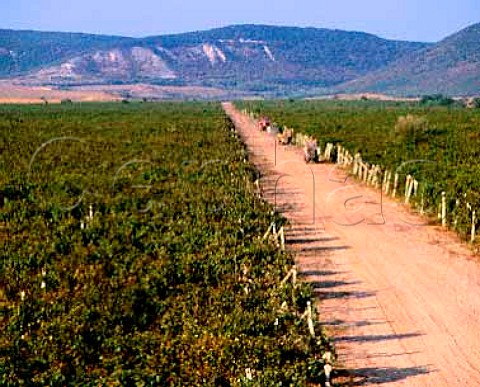 Huge vineyard to the east of Novi Pazar Bulgaria Black Sea region