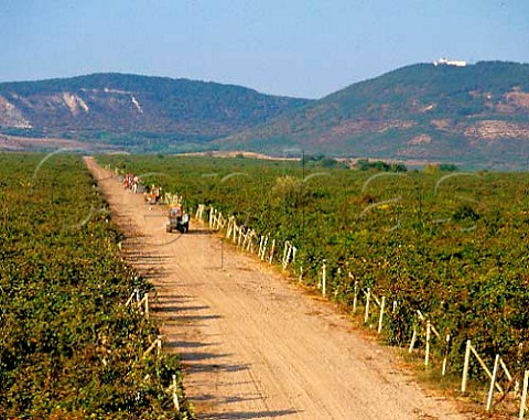 Huge vineyard to the east of Novi Pazar Bulgaria   Black Sea region