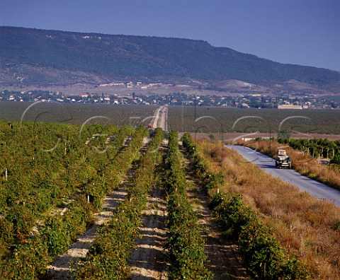 Huge vineyard to the east of Novi Pazar Bulgaria Black Sea region