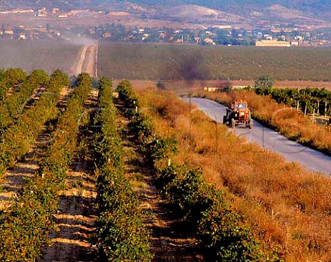 Huge vineyard to the east of Novi Pazar Bulgaria   Black Sea region