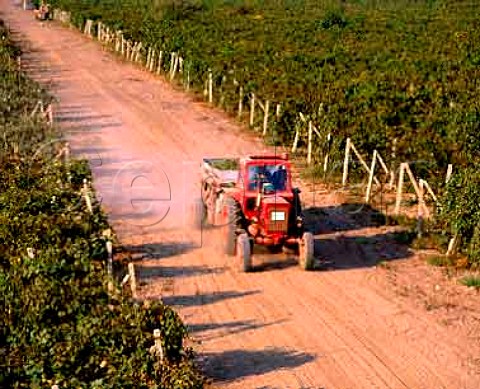 Taking grapes to the winery in vineyard to the east  of Novi Pazar Bulgaria  Black Sea region