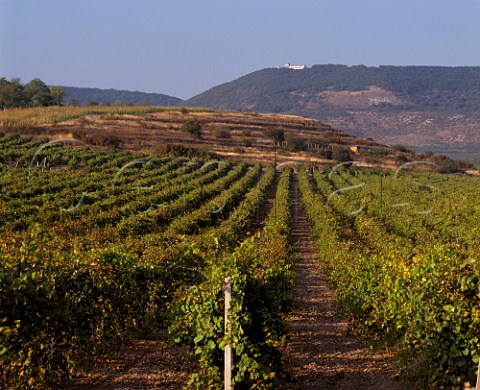 Vineyards to the east of Novi Pazar Bulgaria    Black Sea region