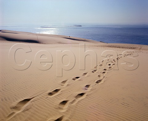 Dune du Pilat above the Atlantic Ocean at 114 metres it is the highest sand dune in Europe   South of Arcachon Gironde France  Aquitaine